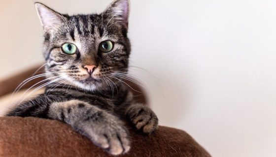simba-8618301_1280
