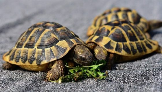 turtles-3613286_960_720-o24vxmfkmg4zh97jm8t9t5m02djdvn2z7nhr7ieajq